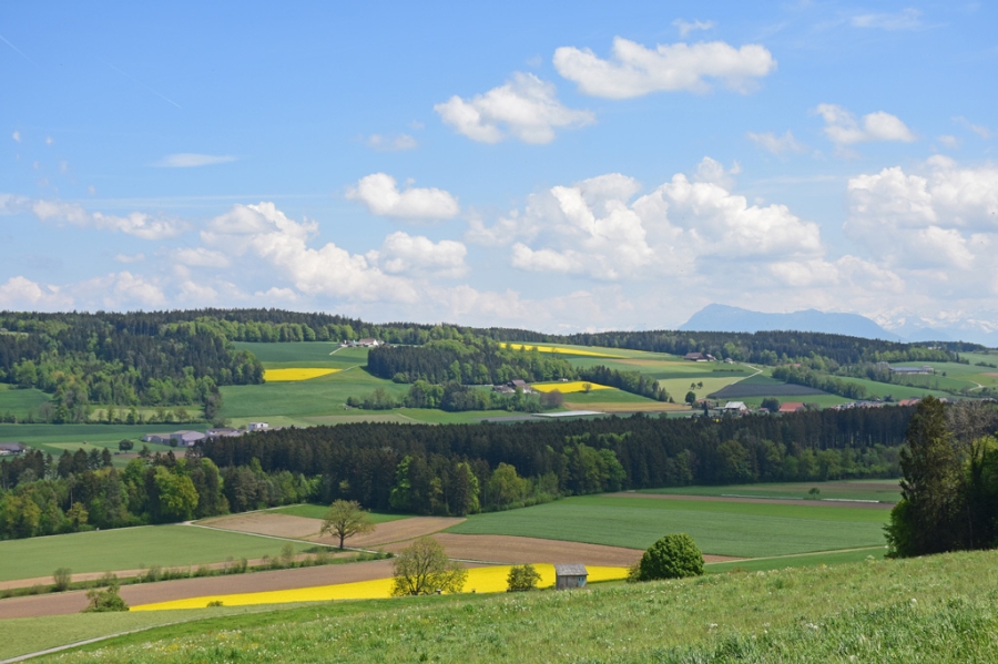 Fr&uuml;hlingsgr&uuml;n