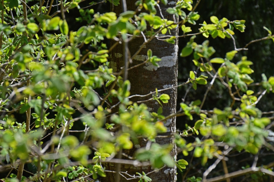 Fr&uuml;hling im Wald