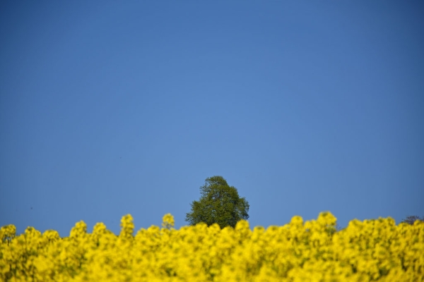 Der Fr&uuml;hling spriesst