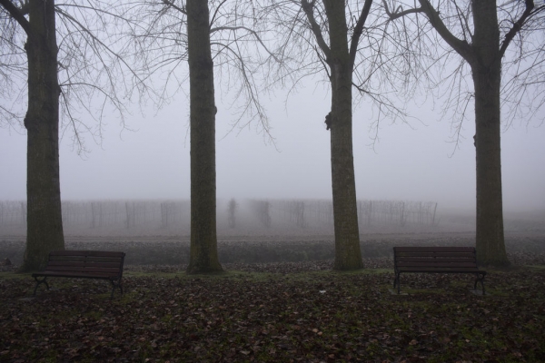 Wintergrau